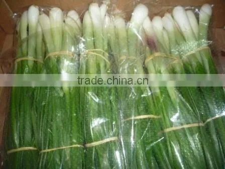 Spring Onion