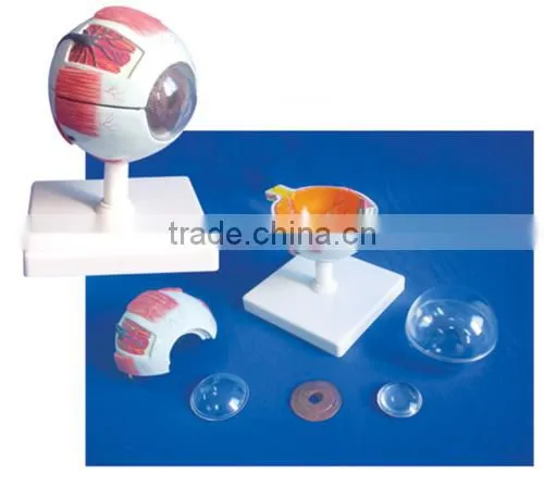 Human eye model and parts for school and Study