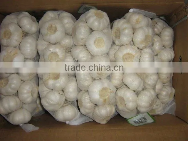 Pure White Fresh Garlic