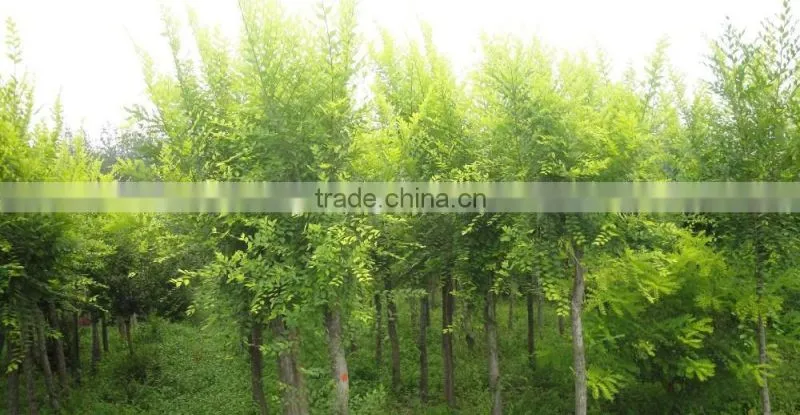 Ulmus pumila L. tree