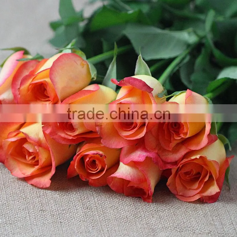 Supply various colors fresh rose flowers from Kunming plants base