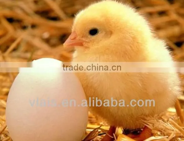 Vlais Mini egg incubators, fullly Automatic 48 Egg Incubator For Sale,chicken eggs incubator