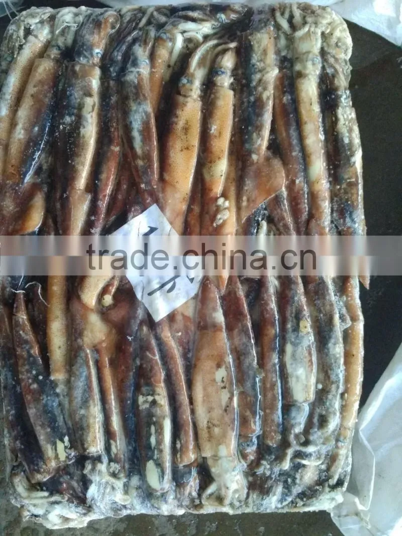 New arrival frozen squid chocolate illex argentina squid