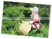 natural and Good quality qualite azawad health benefits chunmee green tea Mulberry Tea with hight quality made in Japan