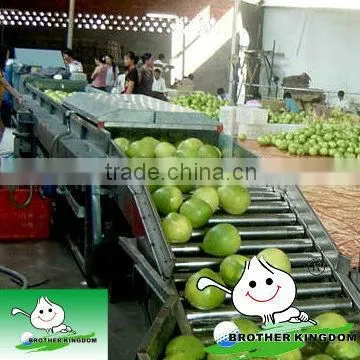 Supply honey chinese pomelo juicy good shape pomelo