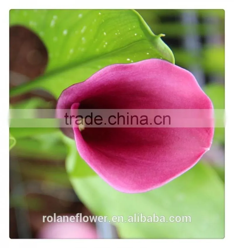 the beautiful pura color fresh cut red calla lily flower to express all over the world