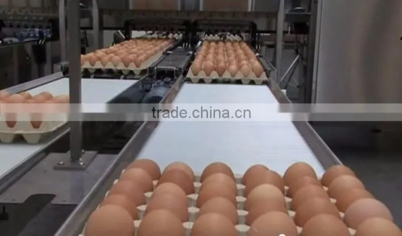 CLEAN FRESH WHITE AND BROWN EGGS FOR SALE BRAZIL ORIGIN