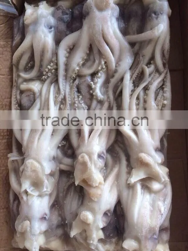 Frozen squid head from high quality Illex squids