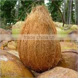 Fresh off the farm coconuts