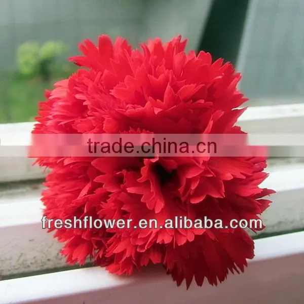 fresh cut carnation flower