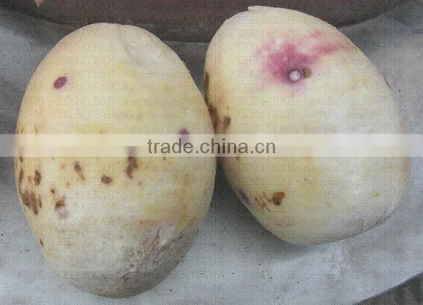 TY-1500A High Quality Radish Washing Machine (Video) Factory