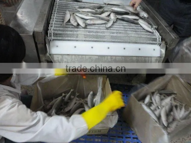frozen mackerel whole round