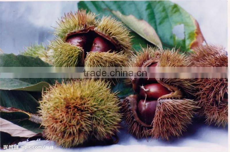 low price for fresh chestnut