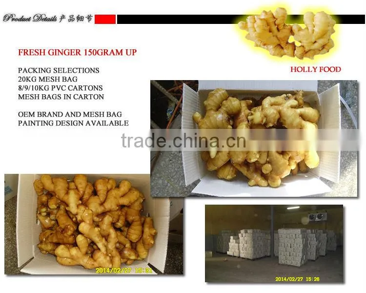 Fresh ginger big qualified 150 gram 150gr+ middle east Arabic Pakistan