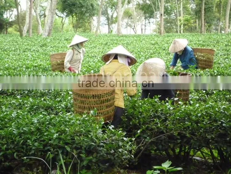 Vietnam Oolong Black tea