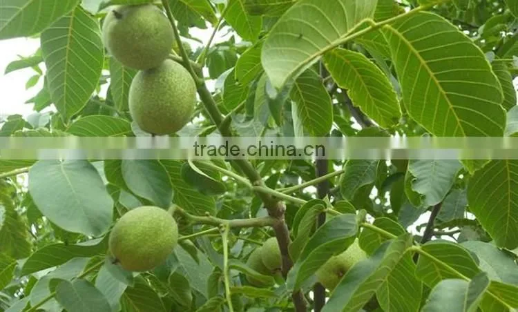 walnut tree seedling