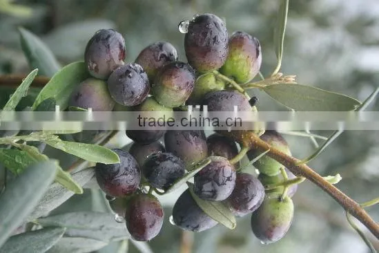 Natutal Oleanolic Acid Oleanic acid