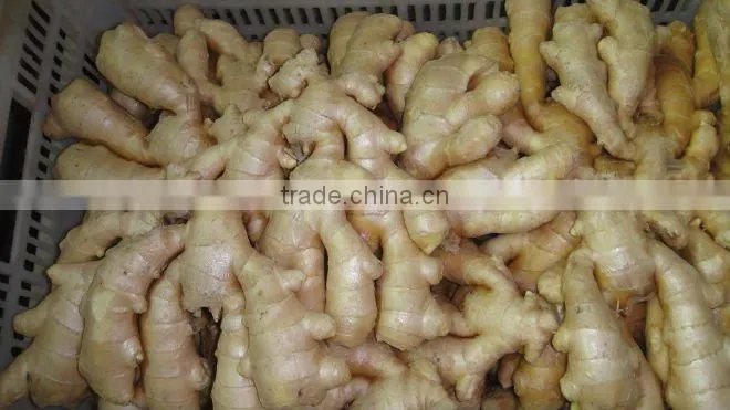 Chinese fresh ginger