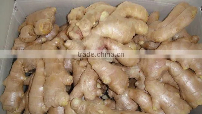 Good qualtity chinese fresh gingers