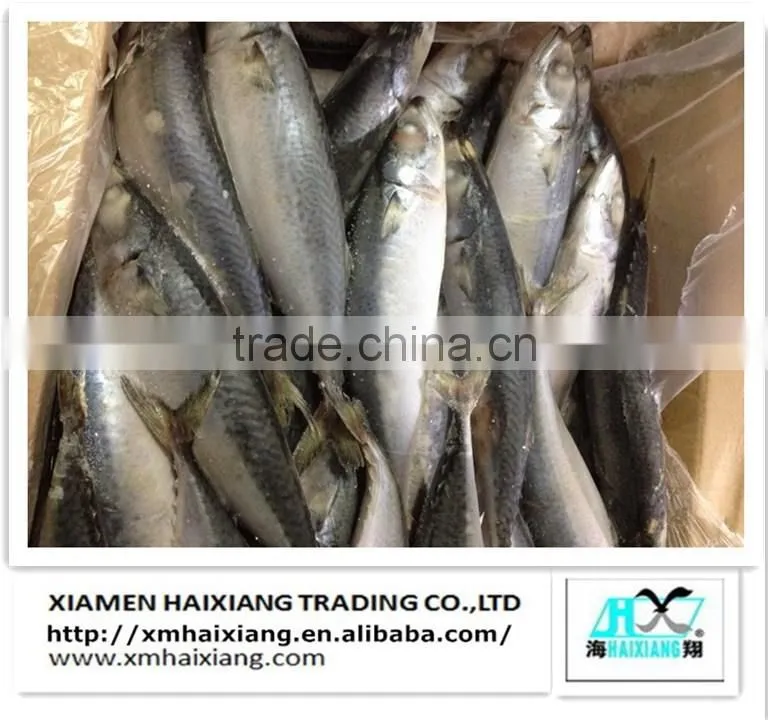 Frozen hard tail scad fish