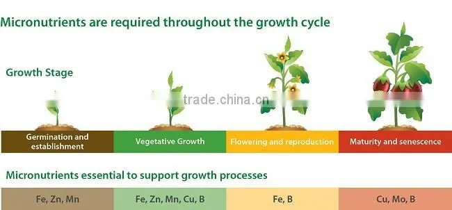 Plant Source Amino Acid Chelated Zn Fertilizer with lowest Price