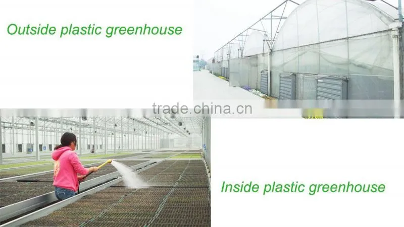 Low Cost Agricultural Greenhouse For Tomato