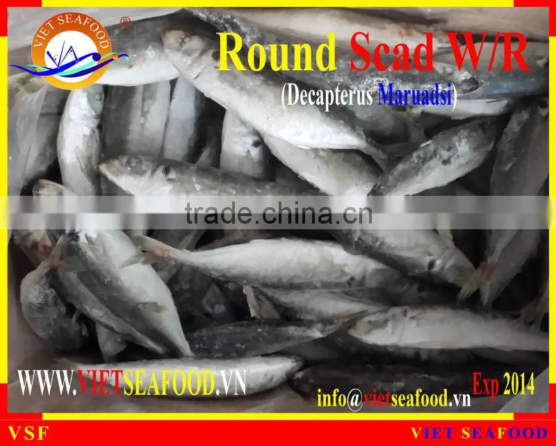 FROZEN ROUND SCAD W/R