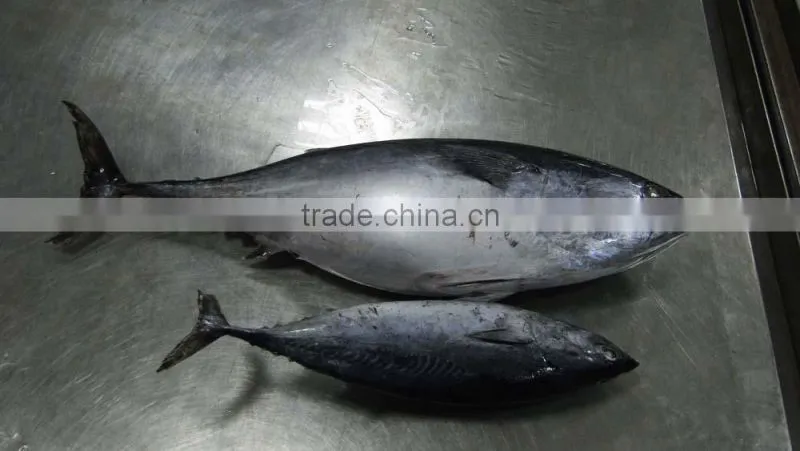 Frozen Tuna SkipJack Frozen Bonito Fish