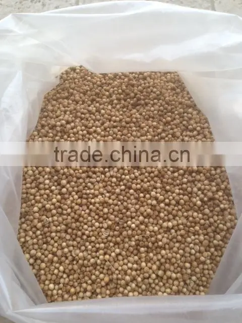 Coriander