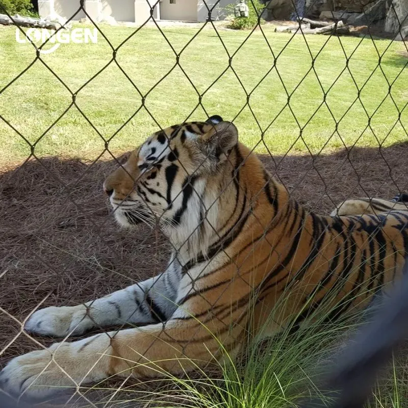 Zoo Tiger Enclosure
