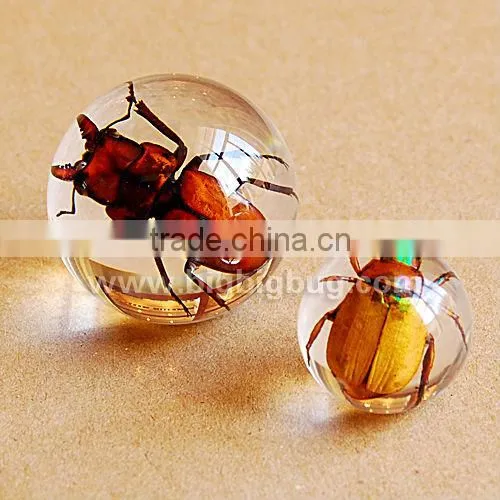 Real bug acrylic bouncing ball