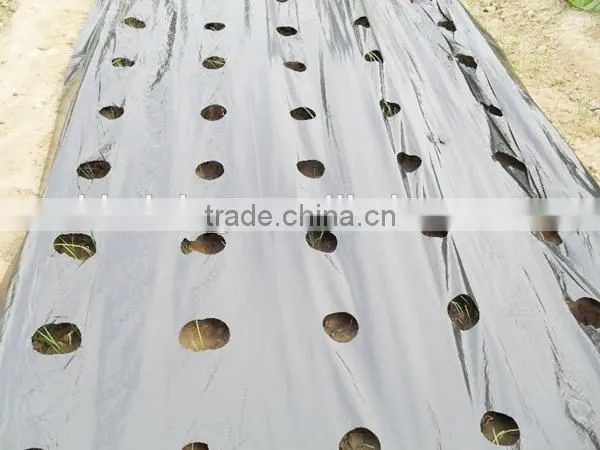 Mulch film for plant