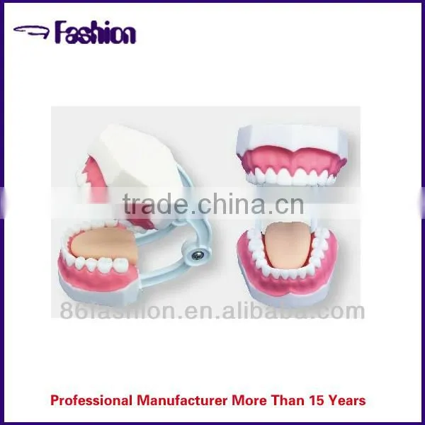 emulational human dental teaching model