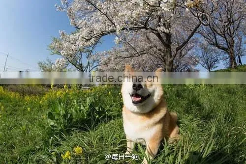 Protection dog from fleas, ticks and mosquitoes effective,safe collar