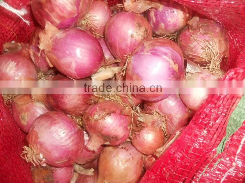 fresh onion prices in china