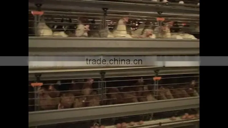 FRESH CHICKEN EGGS