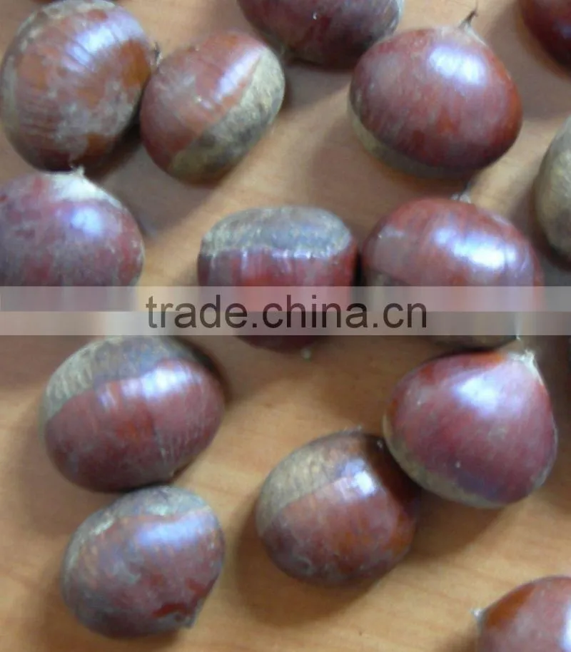 raw bulk Fresh Chestnut in shell crop new grade aa