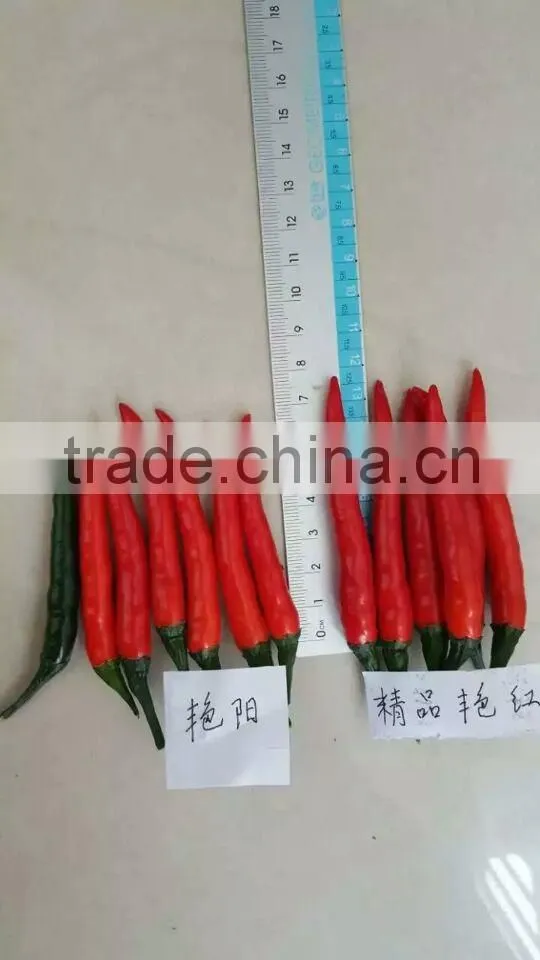 Hybrid F1 Red Hot Chili Seeds For Sale-Bright Sunshine