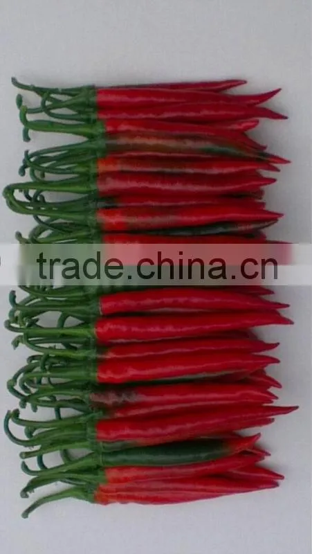 Fresh red chili (0084948425455 VIBER, WHATSAPP/SKYPE: VISIMEX05)