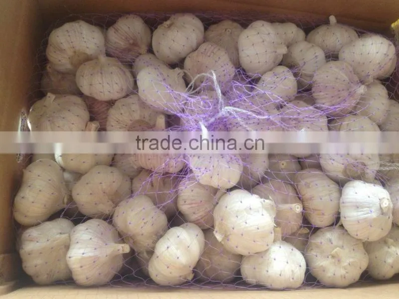 fresh normal white garlic whit good quality