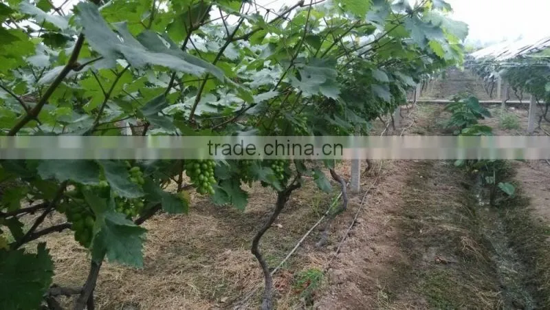 Greenhouse irrigation project for grape