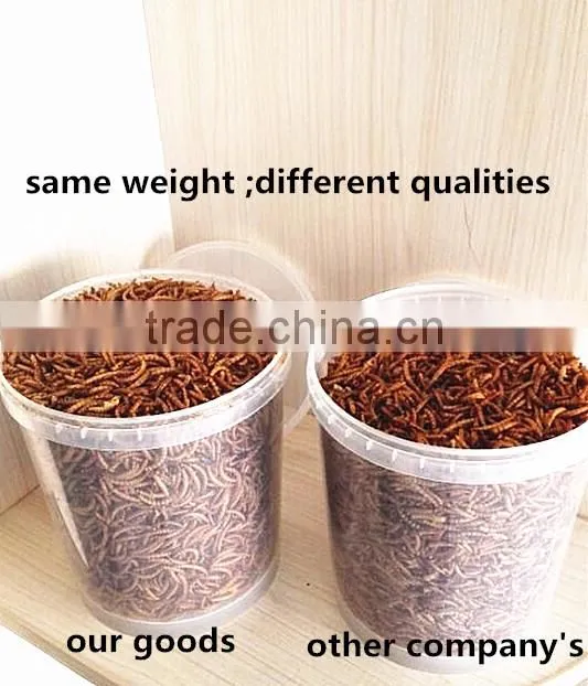 2.5cm Microwave Dried Tenebrio molitors