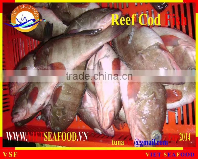 FROZEN REEF COD FISH W/R
