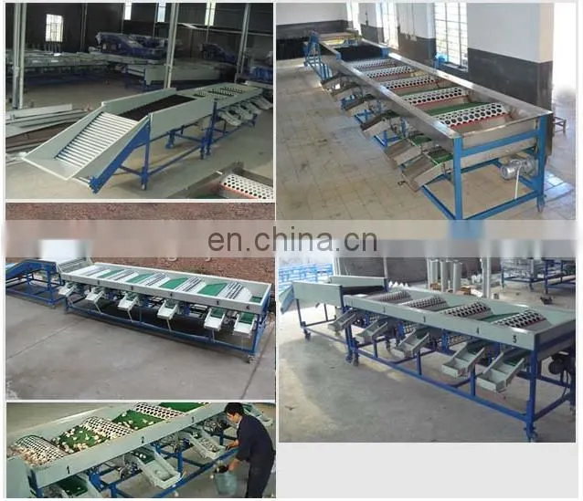 1T grading machine for olives