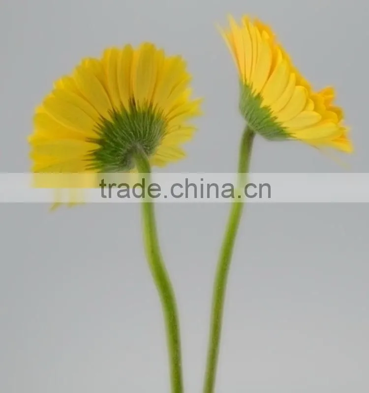 High quality Champagne gerbera flower small gerbera flowers