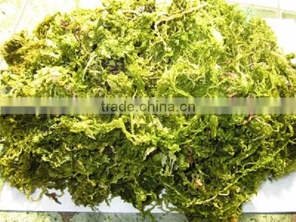 ULVA SEA LECTTUCE seaweed