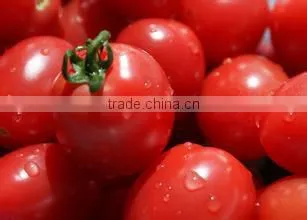 Bulk ,canned tomato paste in china ,cheap price