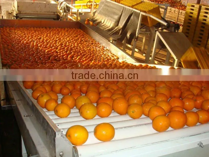 China Navel Orange