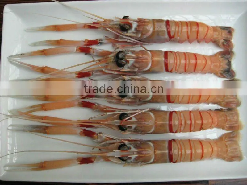 Frozen New Zealand Scampi