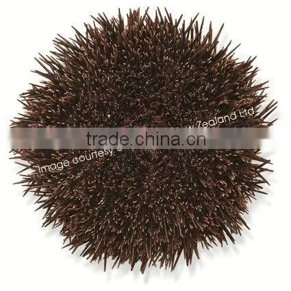 New Zealand Sea Urchin